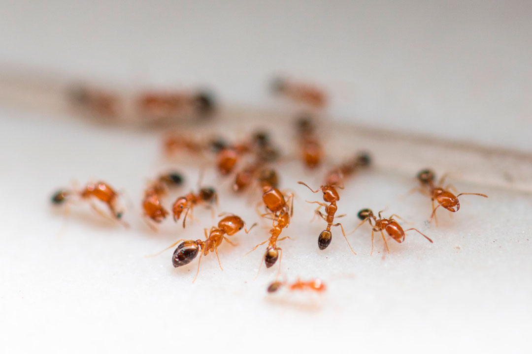 Insectos Rastreros: Cucarachas, hormigas y arañas